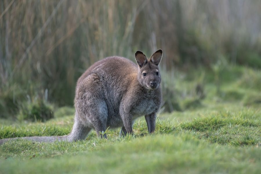 Tasmania's wildlife is unique