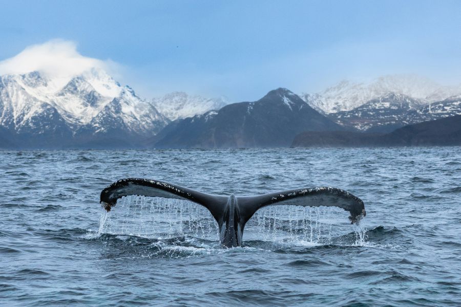 Popular whale watching tour