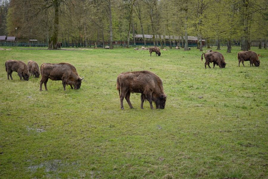 The largest free-ranging bison population in the world is here