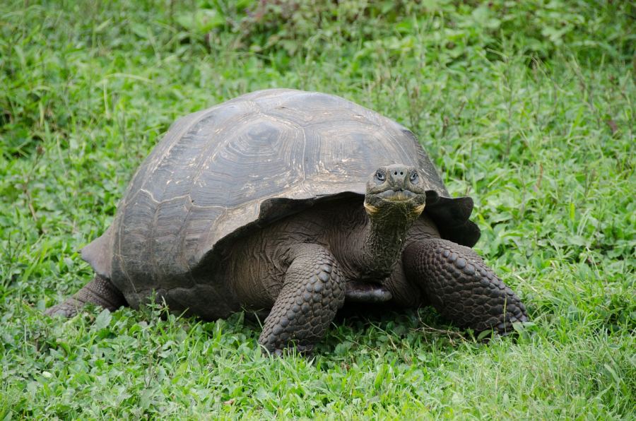 The giant tortoises are growing huge