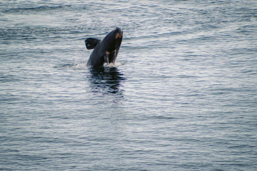 The whales start from here