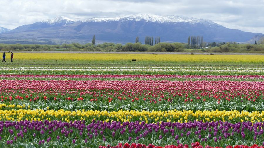The city's most popular festival is linked to the tulip