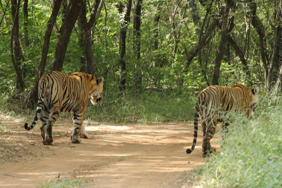 Home of the Bengal tiger