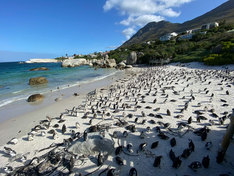Here the penguins use the beach :)