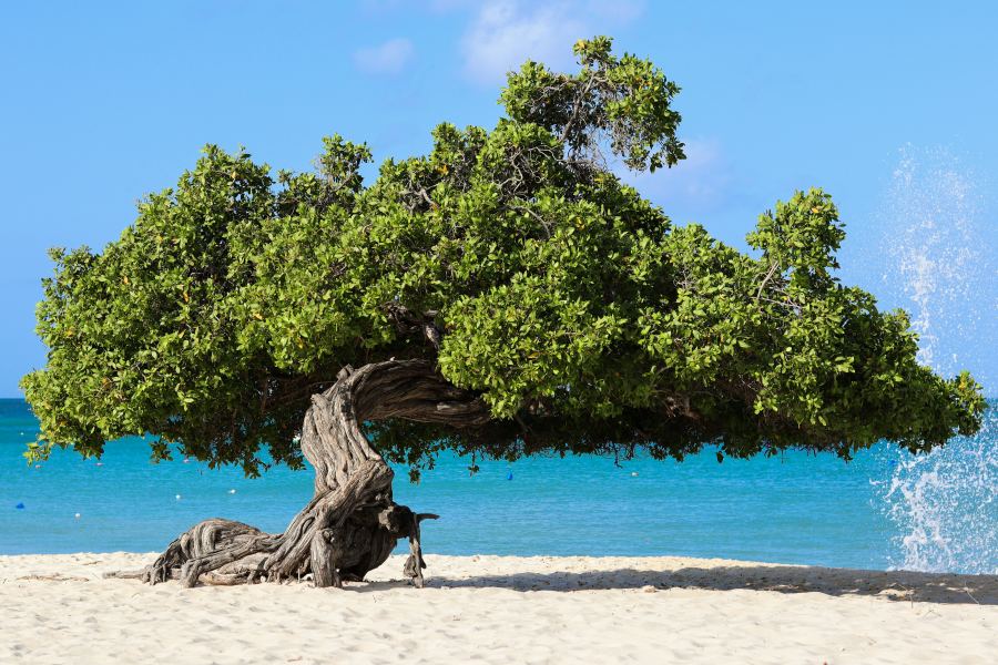 In addition to the white sand, these trees are a feature of the coast
