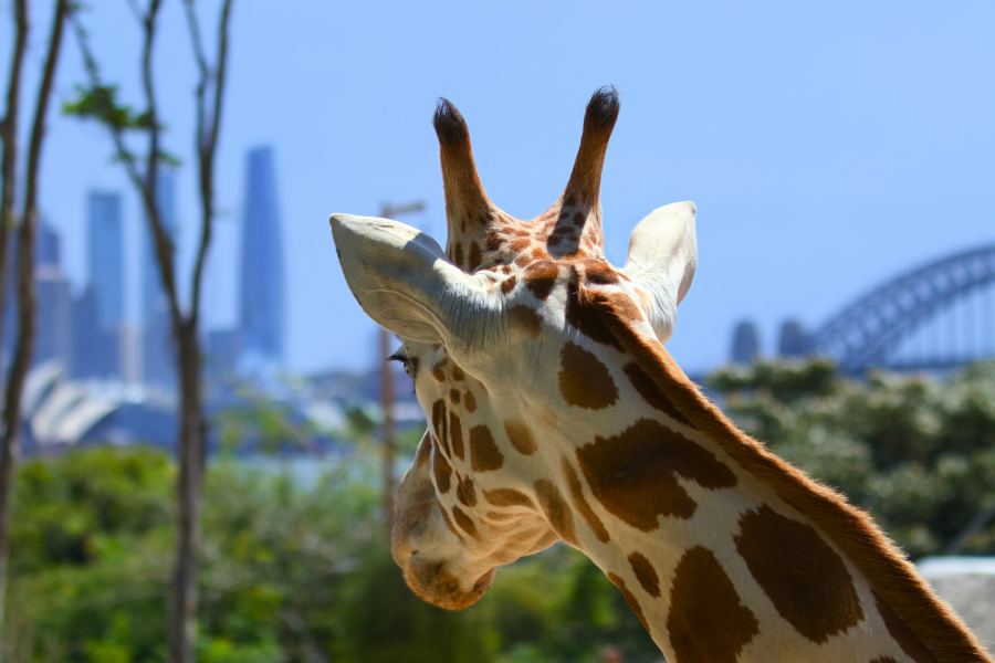Great views of the city from the zoo