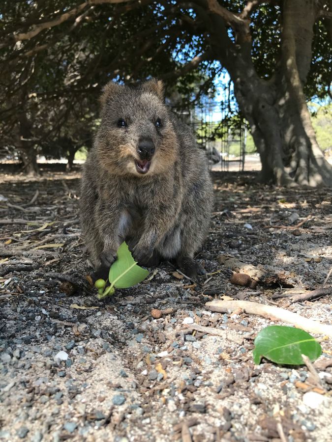 The quokka is a small kangaroo