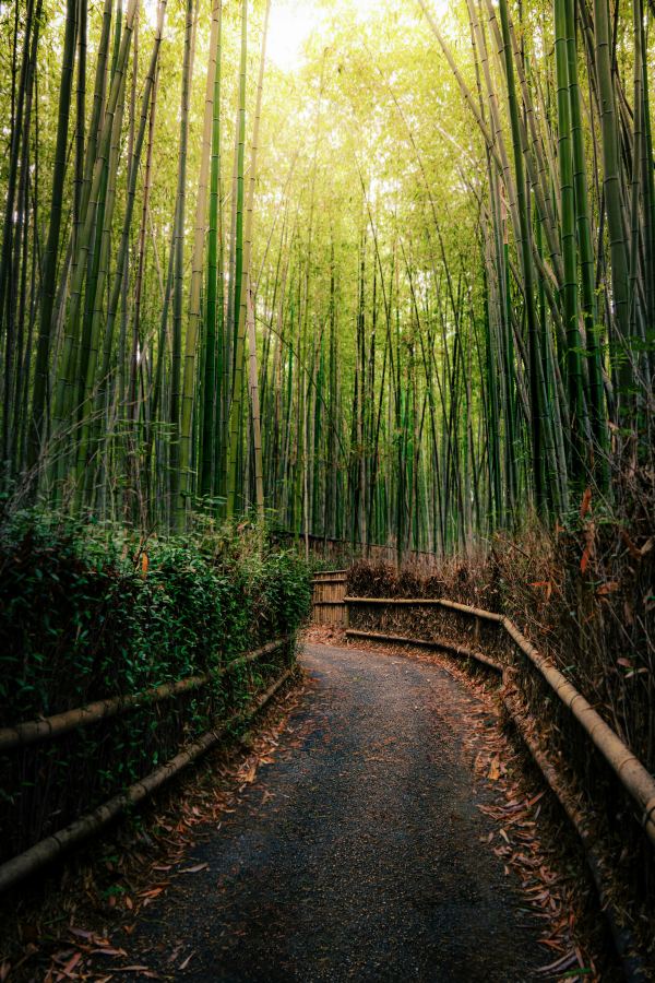 Walk among huge bamboo trees