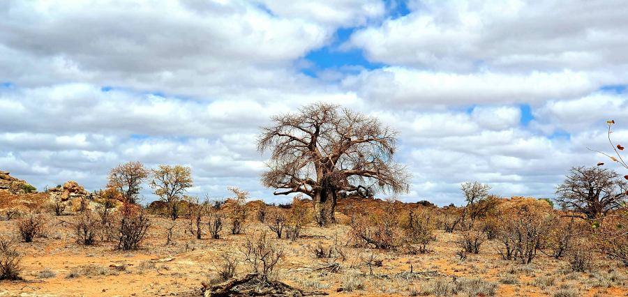 The famous baobab tree