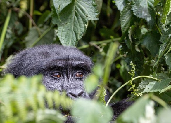 Best places in Uganda