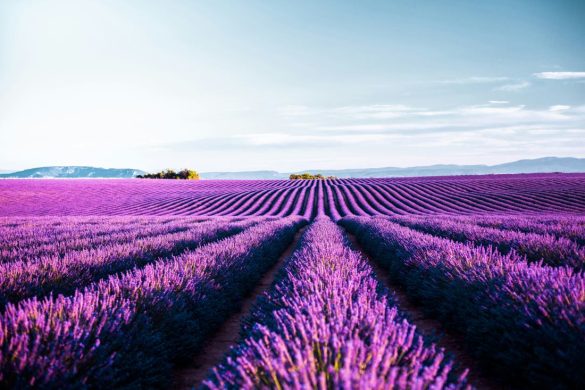 Provence attractions – best places in lavender county