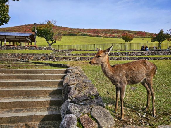 Two weeks in Japan - part 4: Nara