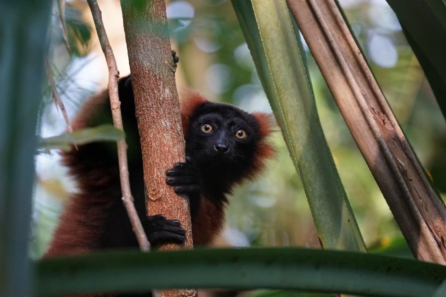 The park is difficult to access, which is why it has such a rich variety of wildlife