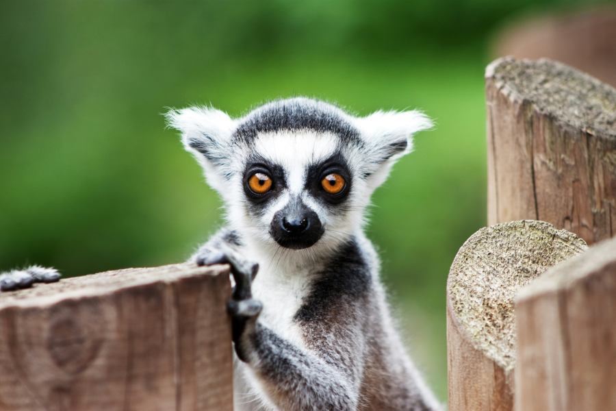There are a lot of lemurs here