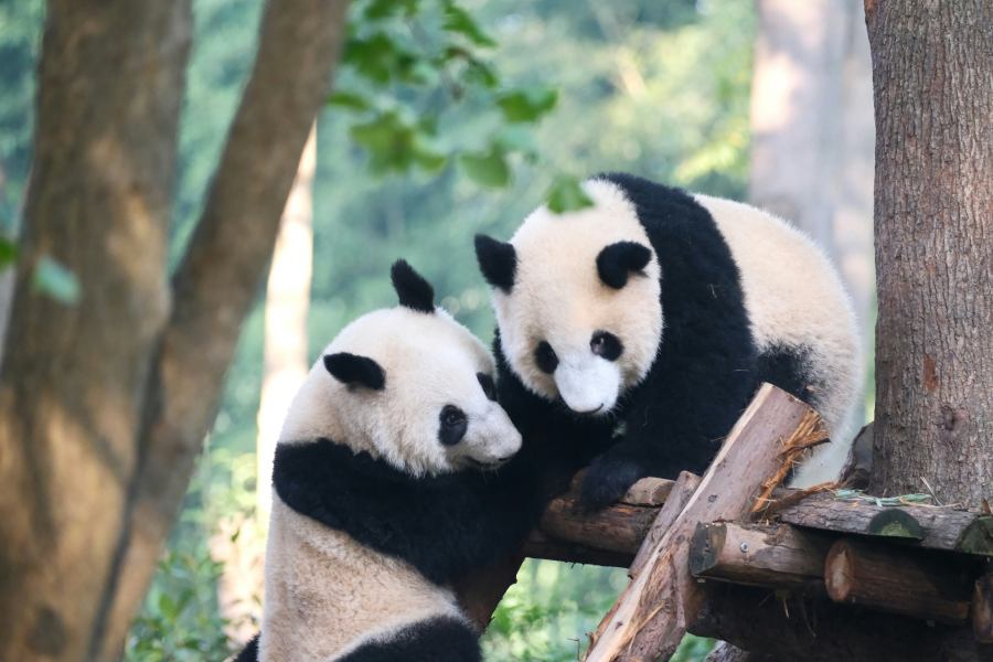 Chengdu's most famous attractions are the giant pandas