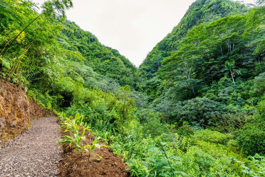 We can go hiking in the jungle soon :)