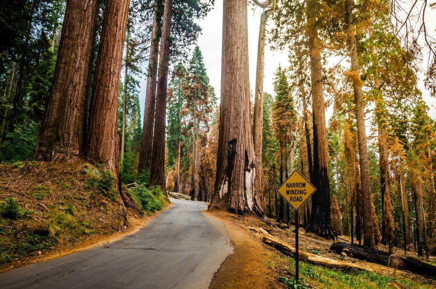The habitat of these massive trees