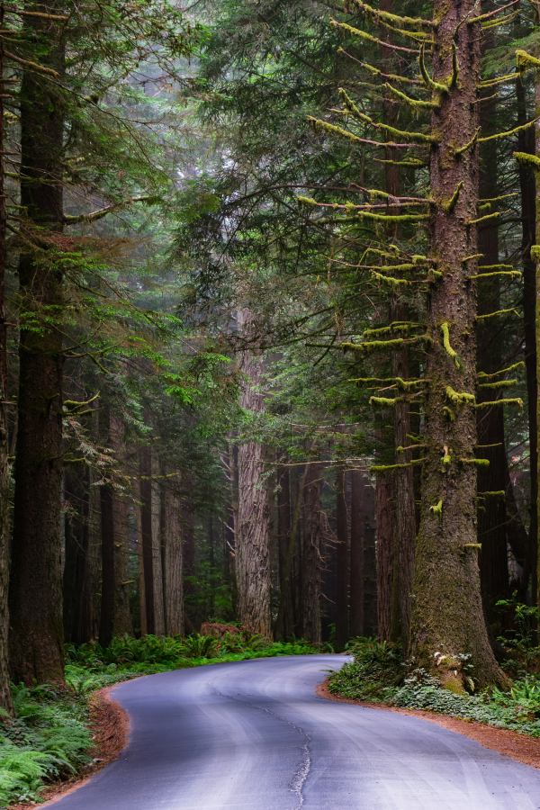 We can wander among the sequoias